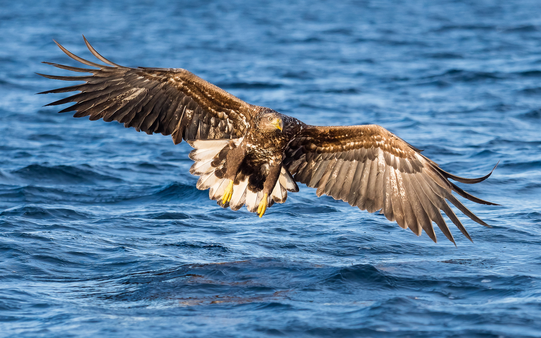 Seeadler in Norwegen