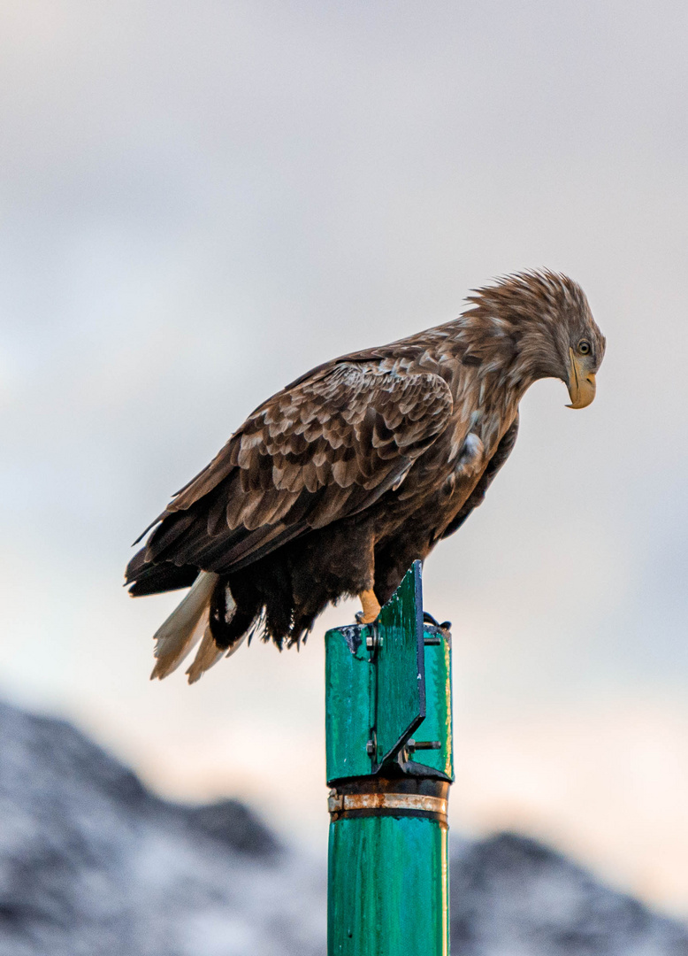 Seeadler in Norwegen 