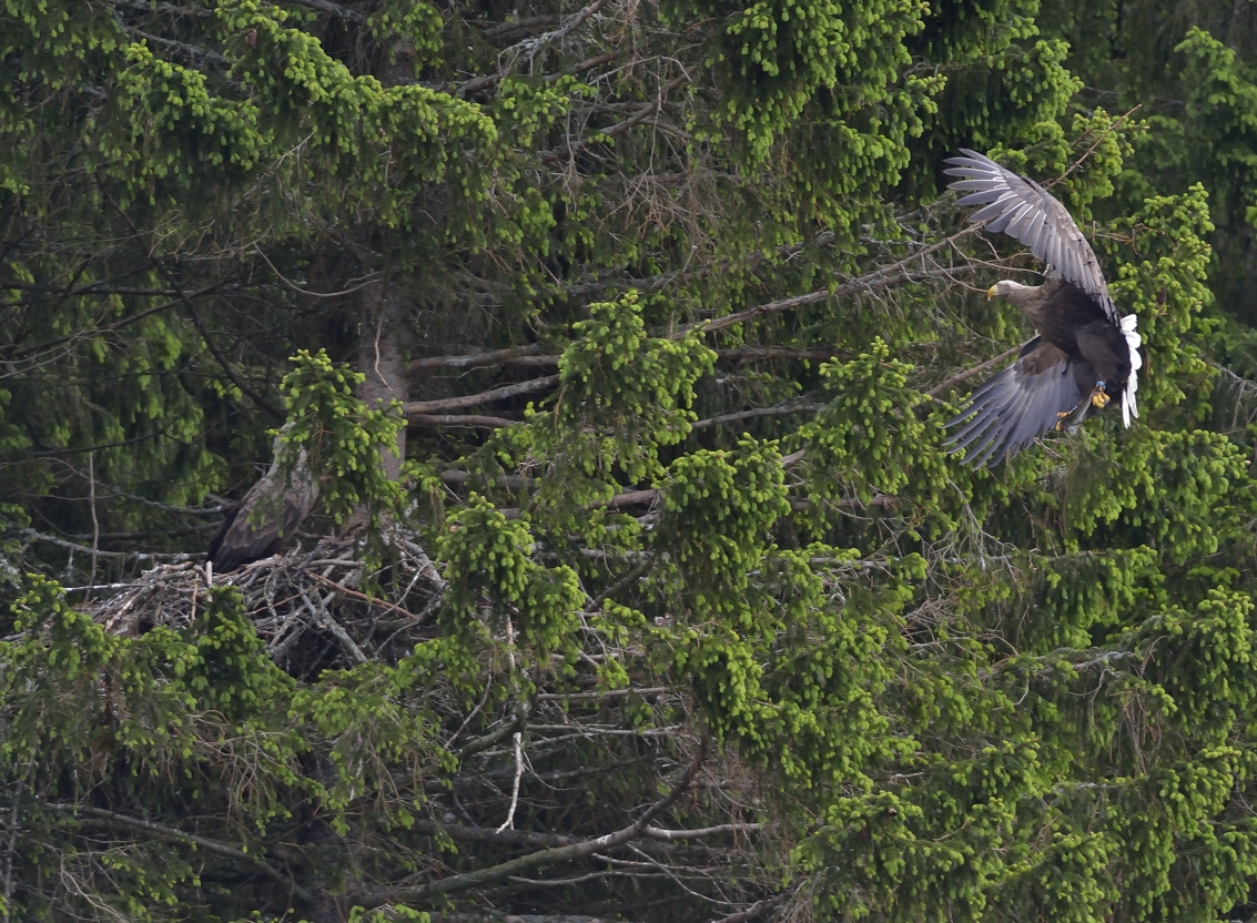 Seeadler in Norwegen am Rødvenfjord, Romsdalfjord