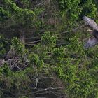 Seeadler in Norwegen am Rødvenfjord, Romsdalfjord