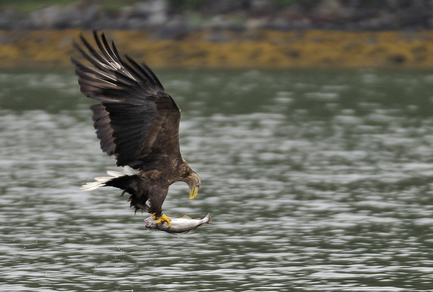 Seeadler in Norwegen am Romsdalfjord