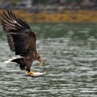 Seeadler in Norwegen am Romsdalfjord