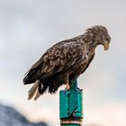 Seeadler in Norwegen 