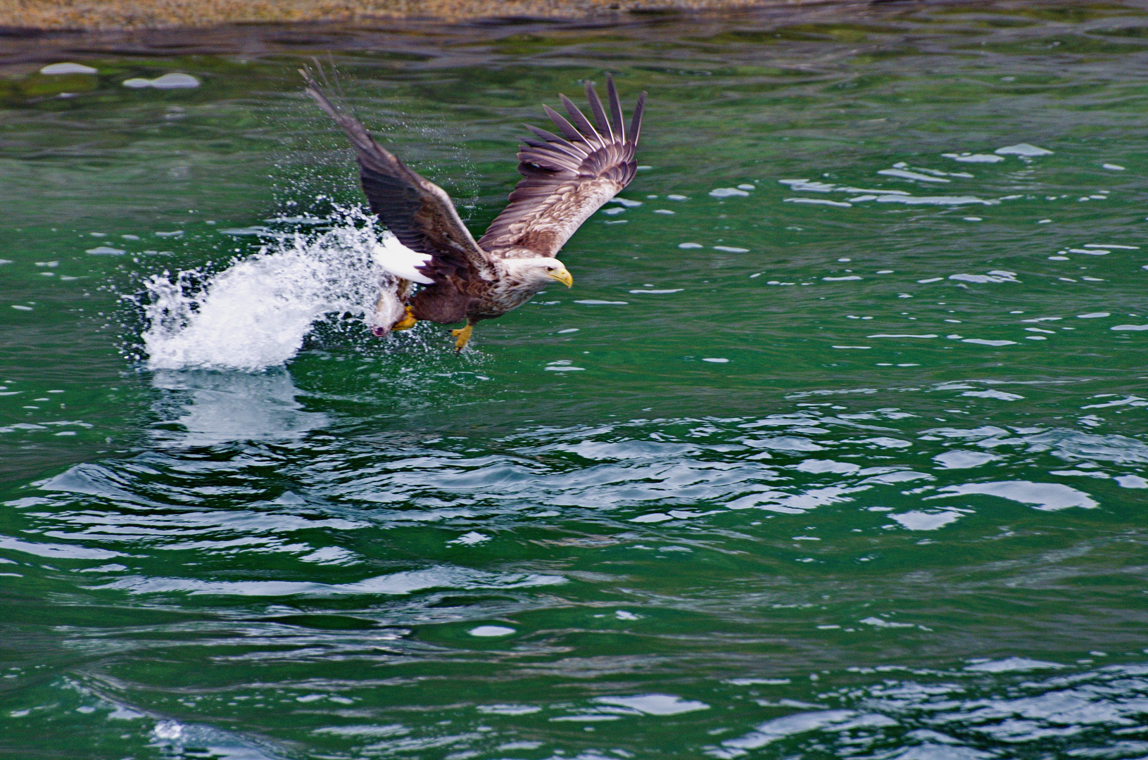 Seeadler in Norwegen