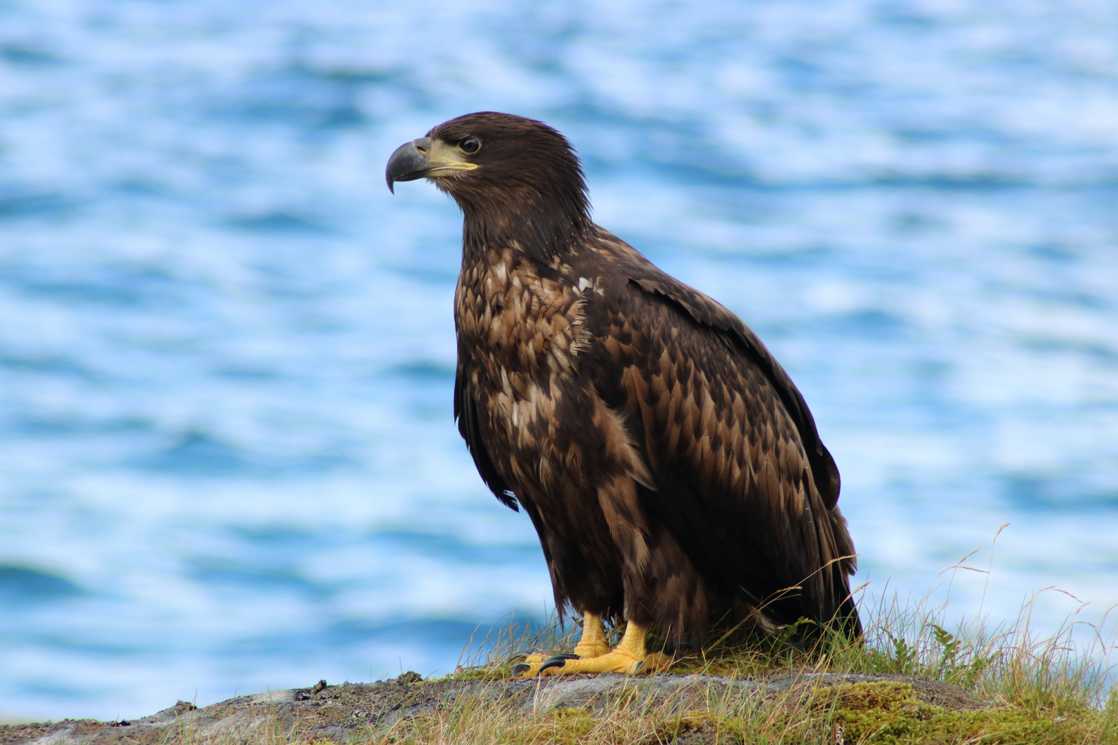 Seeadler in Norwegen