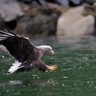 Seeadler in Norwegen, Rødvenfjord, Romsdalfjord