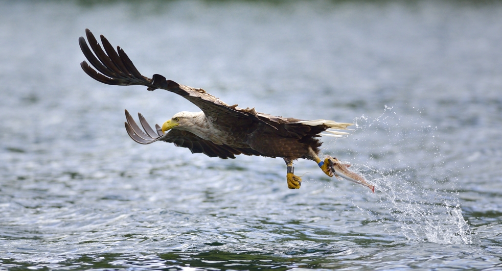 Seeadler in Norwegen, Rødvenfjord, Romsdalfjord_03