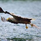 Seeadler in Norwegen, Rødvenfjord, Romsdalfjord_03