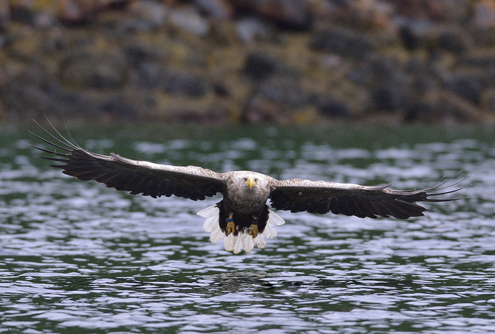 Seeadler in Norwegen, Rødvenfjord, Romsdalfjord_05