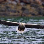 Seeadler in Norwegen, Rødvenfjord, Romsdalfjord_05