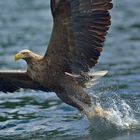 Seeadler in Norwegen, Rødvenfjord, Romsdalfjord_06