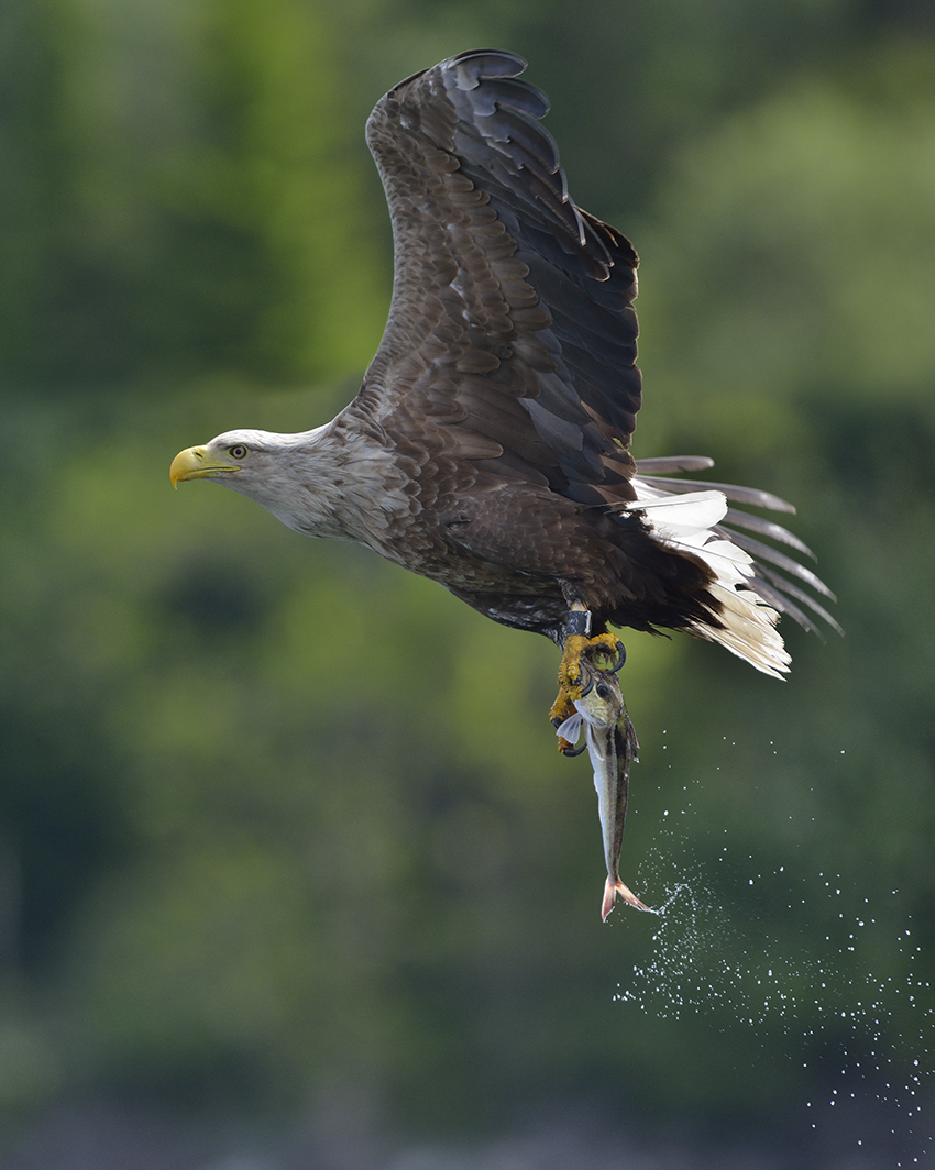 Seeadler in Norwegen, Rødvenfjord, Romsdalfjord_07