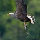 Seeadler in Norwegen, Rødvenfjord, Romsdalfjord_07