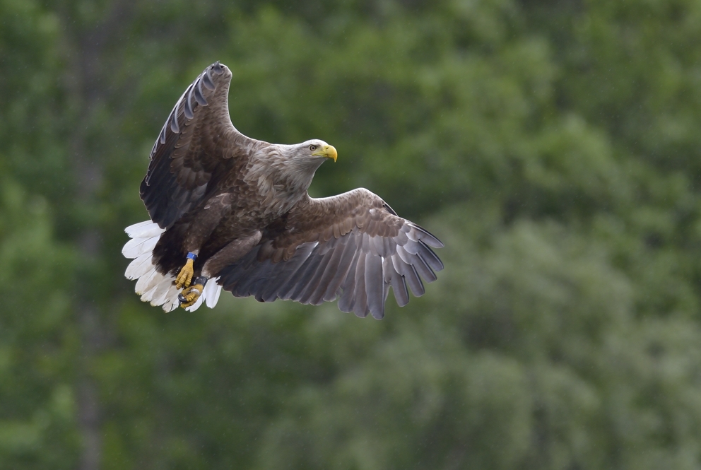 Seeadler in Norwegen, Rødvenfjord, Romsdalfjord_08