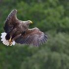 Seeadler in Norwegen, Rødvenfjord, Romsdalfjord_08