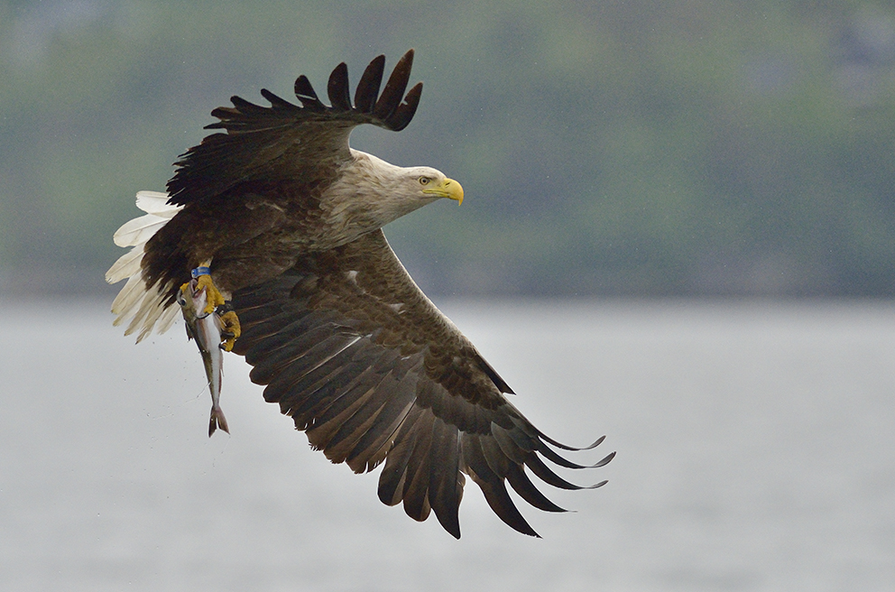 Seeadler in Norwegen, Rødvenfjord, Romsdalfjord_09