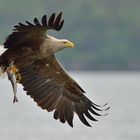 Seeadler in Norwegen, Rødvenfjord, Romsdalfjord_09