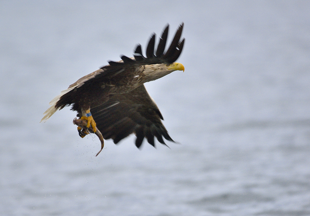 Seeadler in Norwegen, Rødvenfjord, Romsdalfjord_10