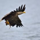 Seeadler in Norwegen, Rødvenfjord, Romsdalfjord_10