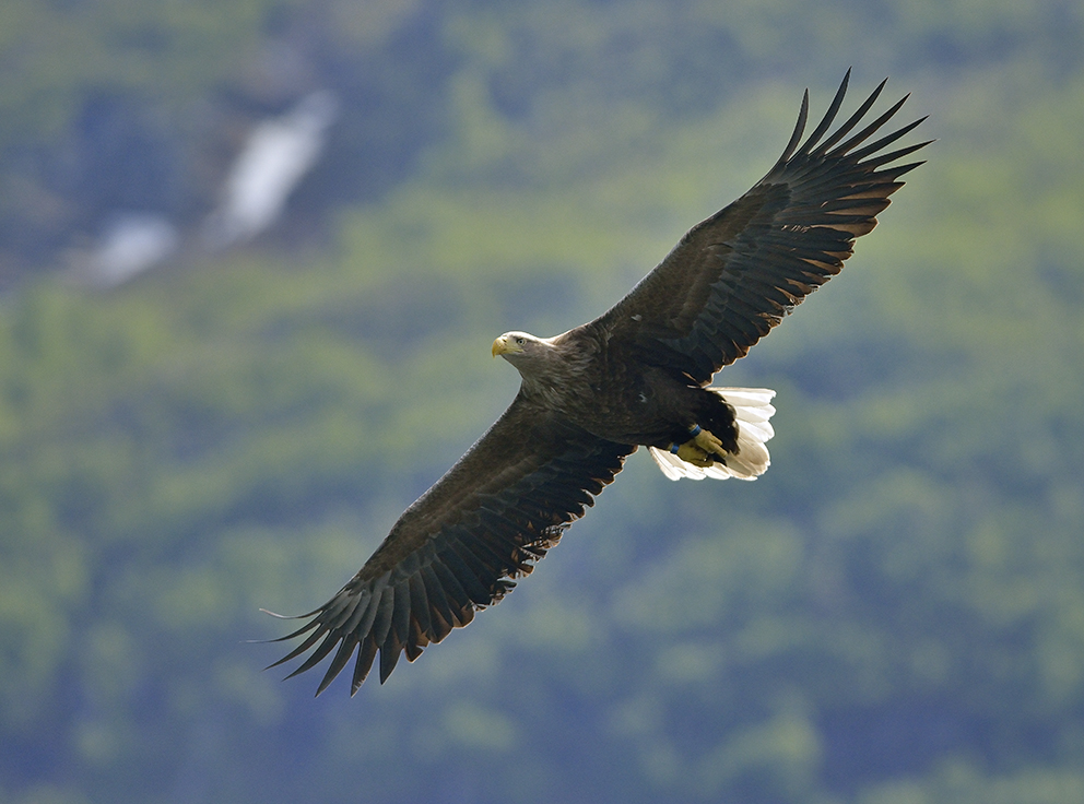 Seeadler in Norwegen, Rødvenfjord, Romsdalfjord_11