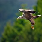 Seeadler in Norwegen, Rødvenfjord, Romsdalfjord_12