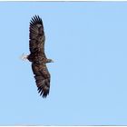 Seeadler in Schleswig