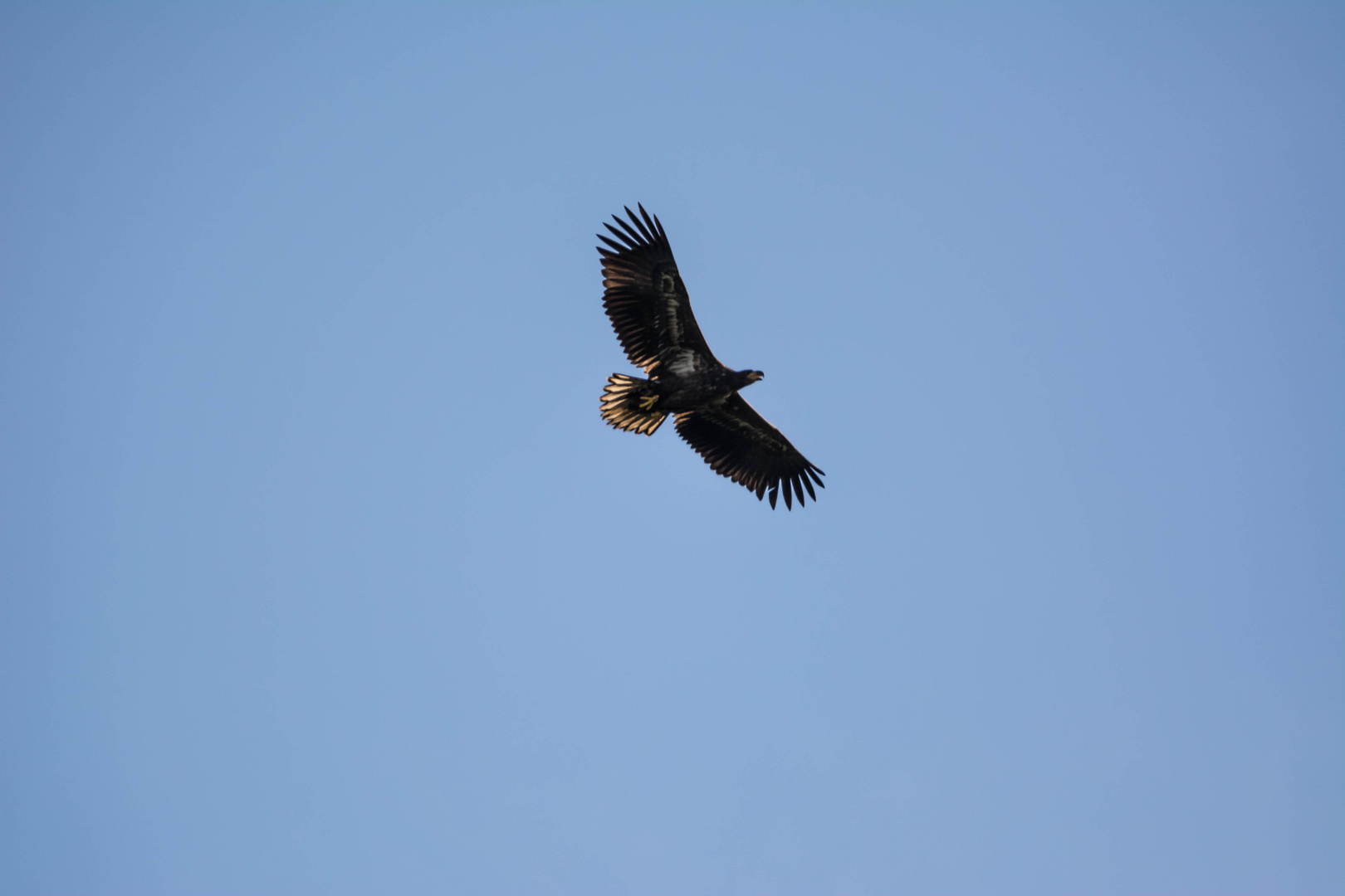 Seeadler in Schleswig-Holstein