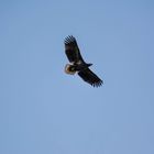 Seeadler in Schleswig-Holstein