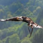 Seeadler in seinem Element