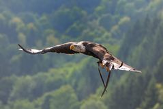 Seeadler in seinem Element