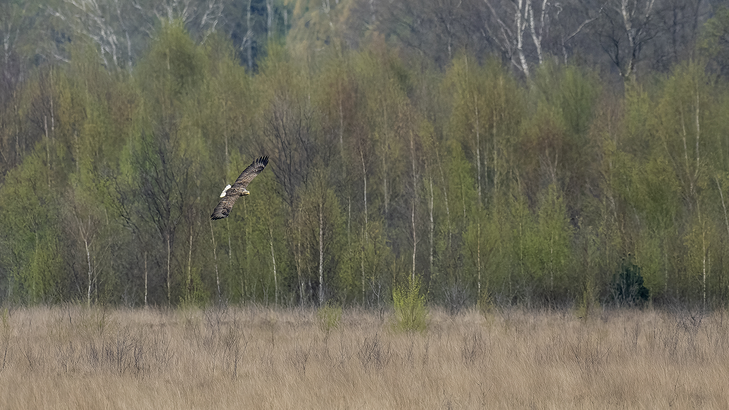 Seeadler in seinem Habitat