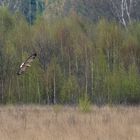 Seeadler in seinem Habitat