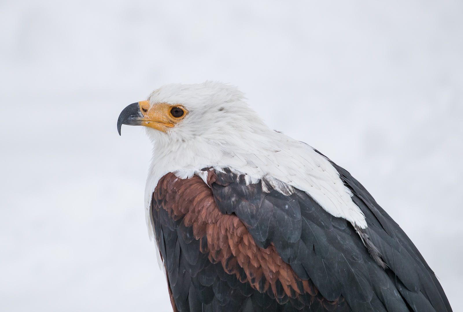 Seeadler in Seitenansicht