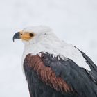 Seeadler in Seitenansicht