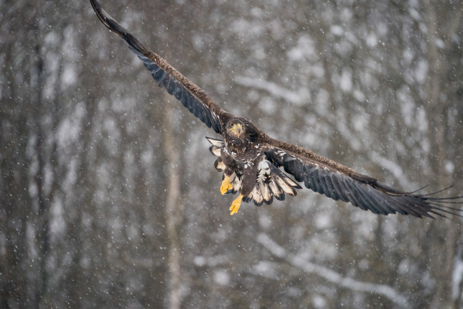 Seeadler in Weißrussland 