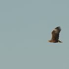 Seeadler in weiter Entfernung