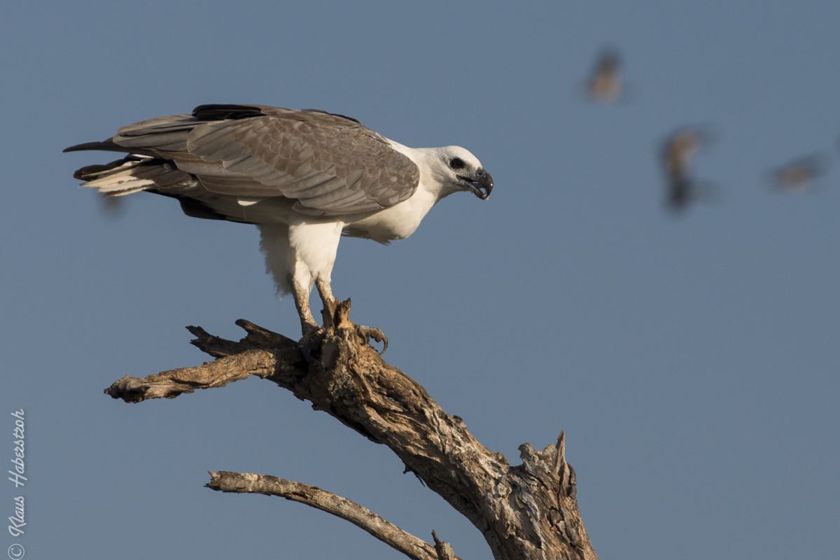 Seeadler in Yellow Water