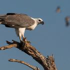 Seeadler in Yellow Water