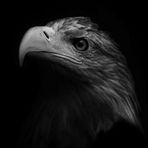 Seeadler IV