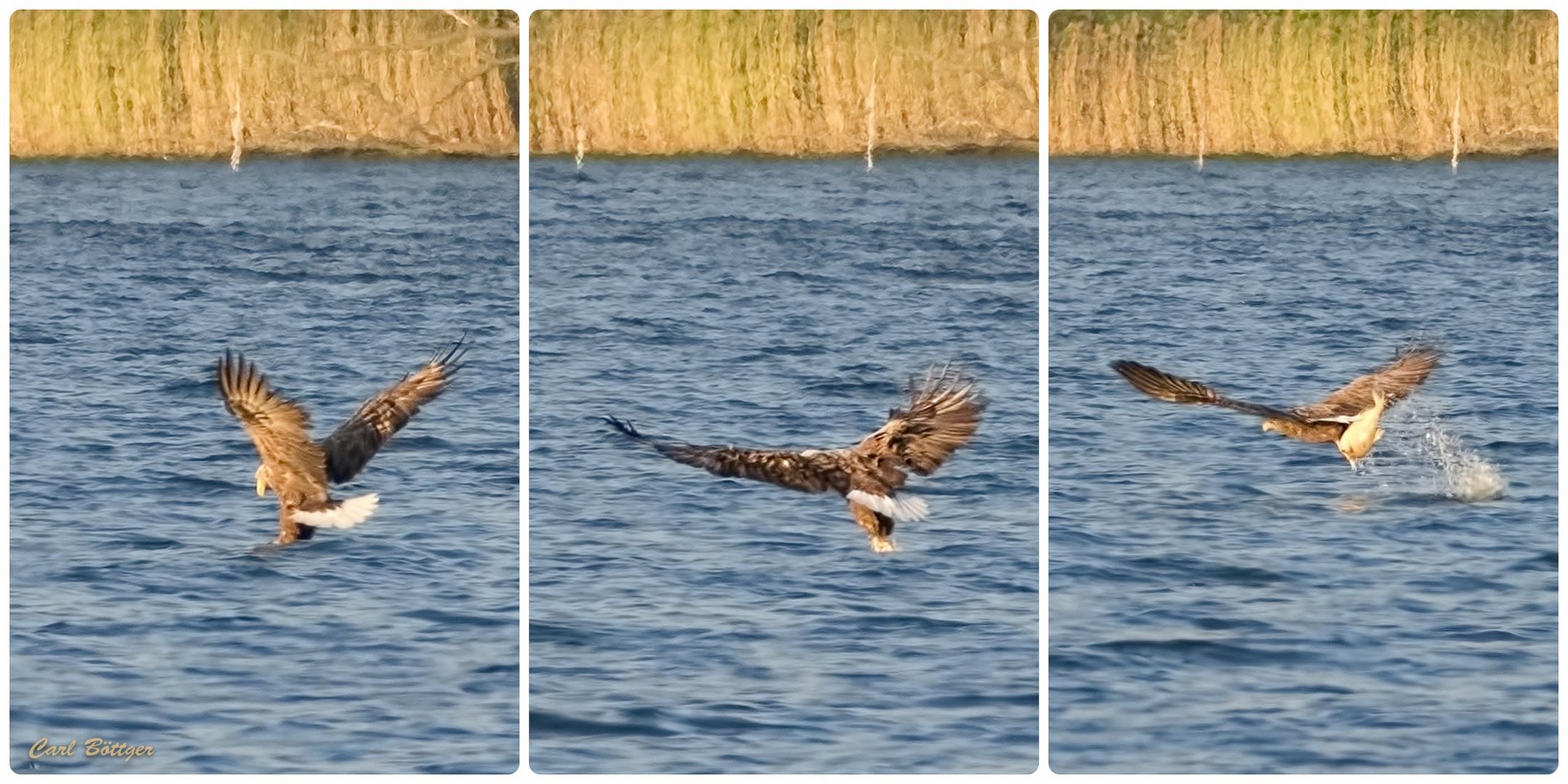 Seeadler Jagd 