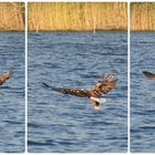 Seeadler Jagd 