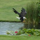 Seeadler jagt Beute