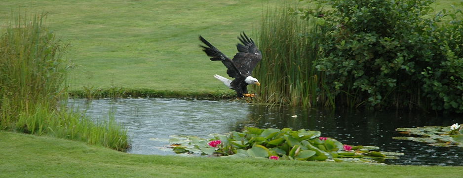 Seeadler jagt Beute