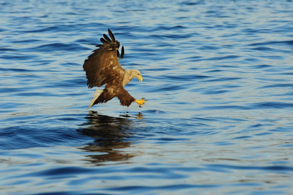 Seeadler, - jetzt muß es klappen -