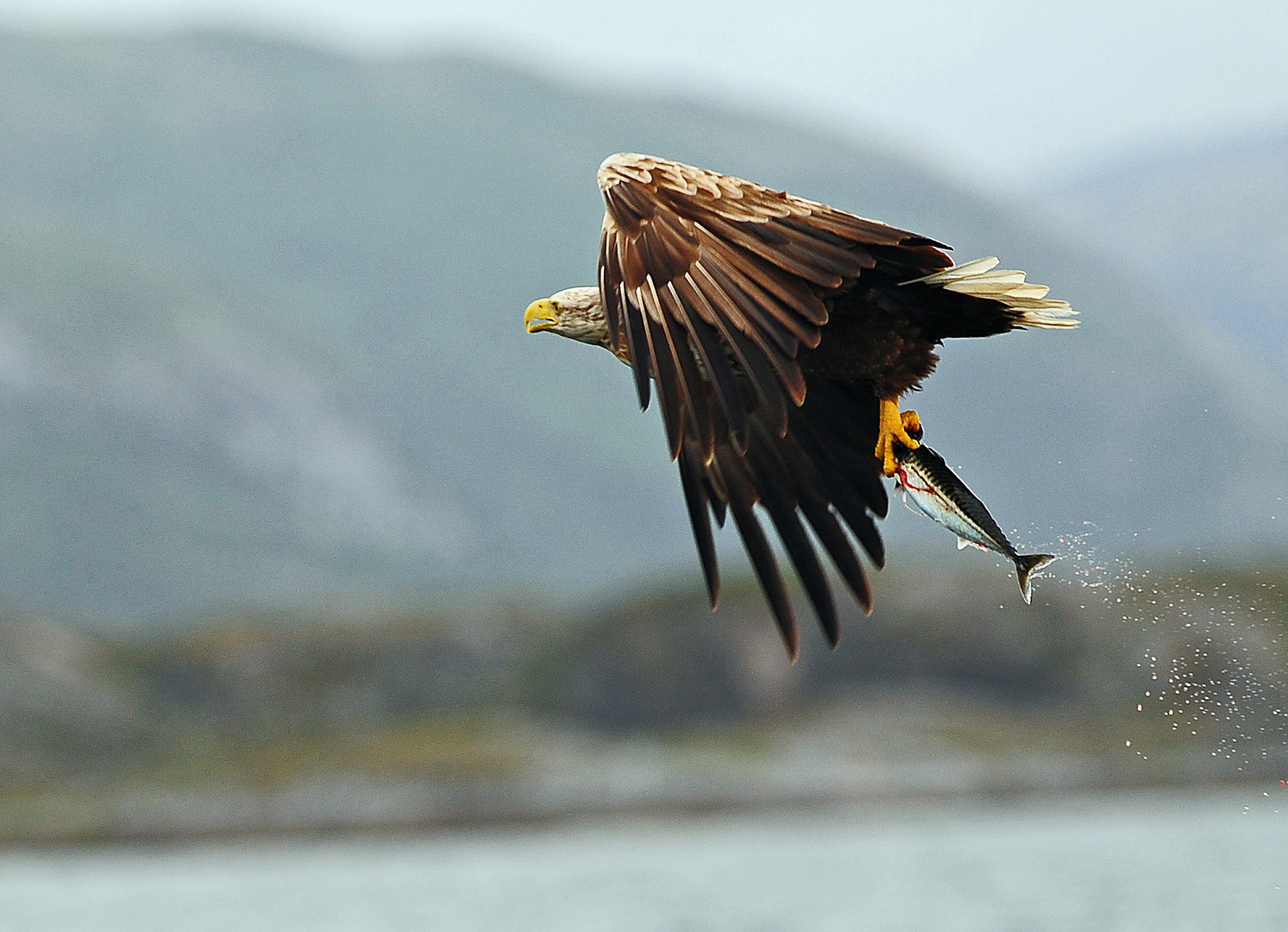 Seeadler , jetzt nur noch nach Hause