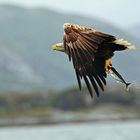 Seeadler , jetzt nur noch nach Hause