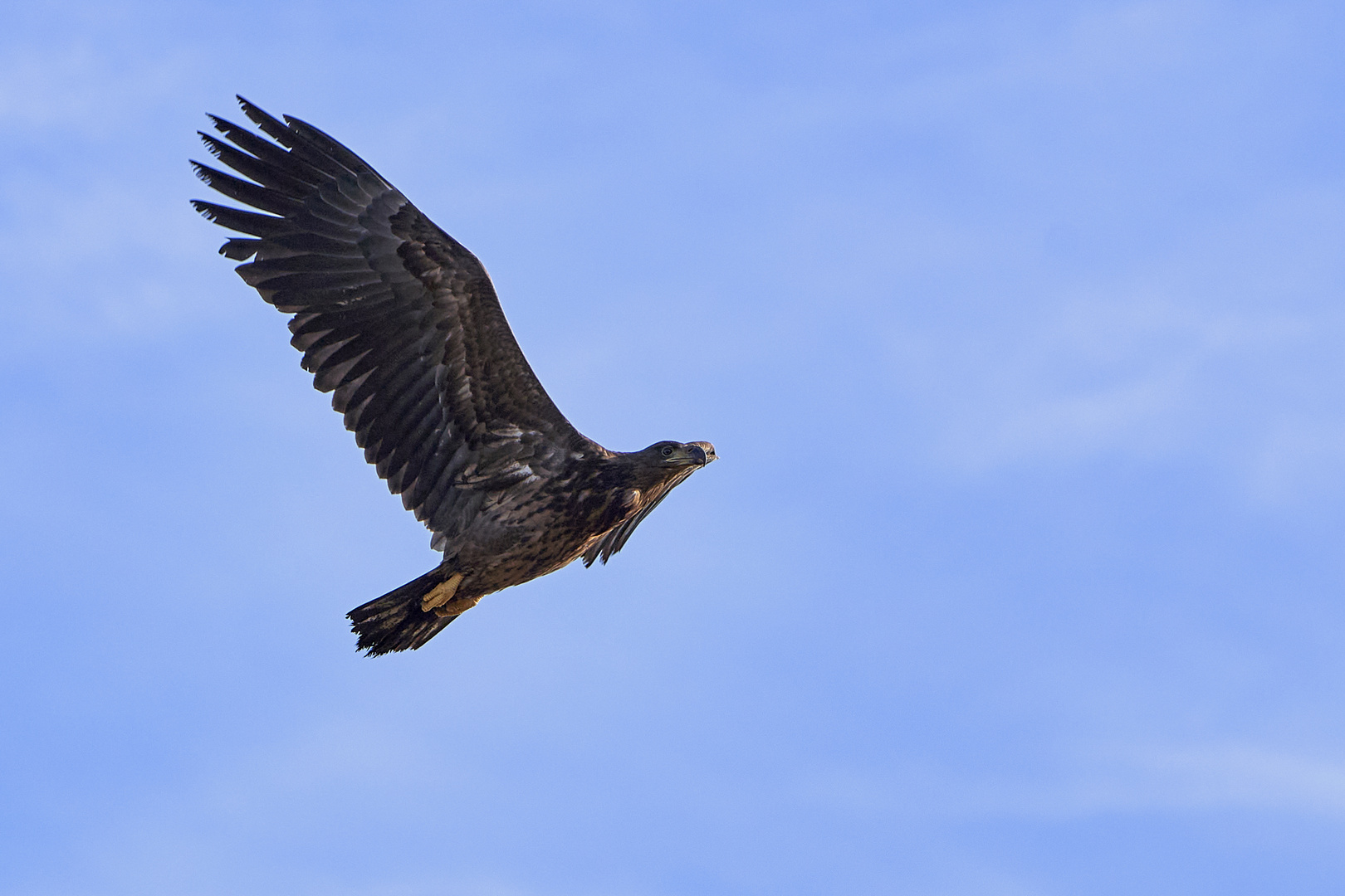 Seeadler, jugendlich,  