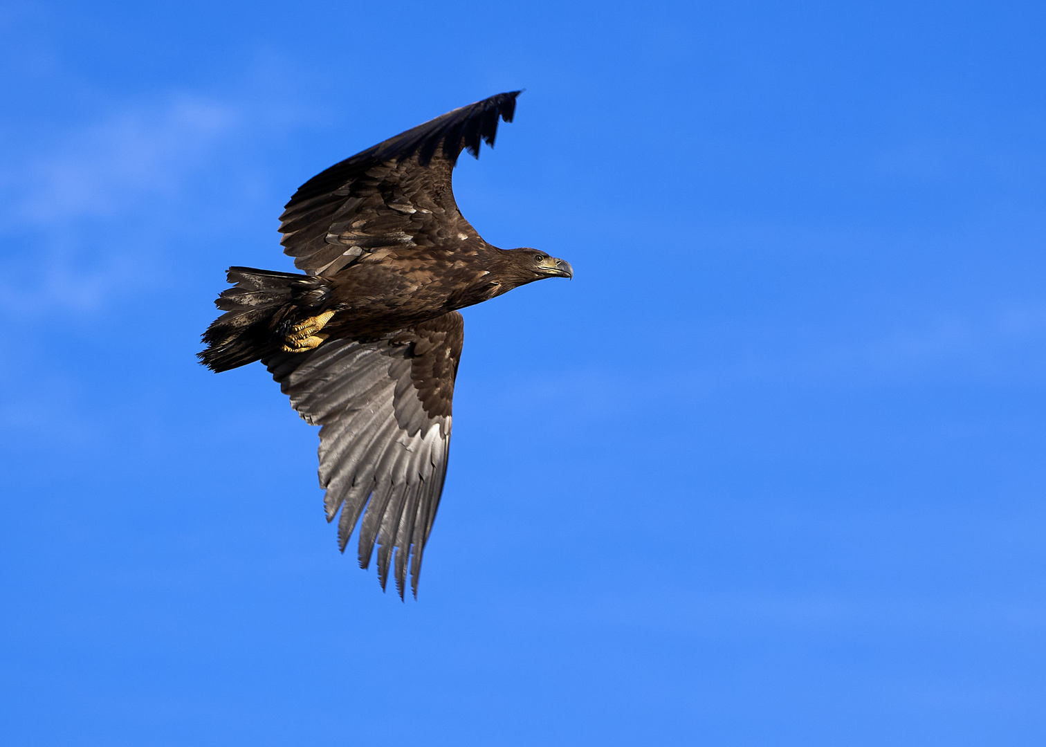 Seeadler, jugendlich, Flugaufnahmen, 1 Anflug