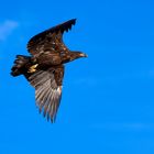 Seeadler, jugendlich, Flugaufnahmen, 1 Anflug