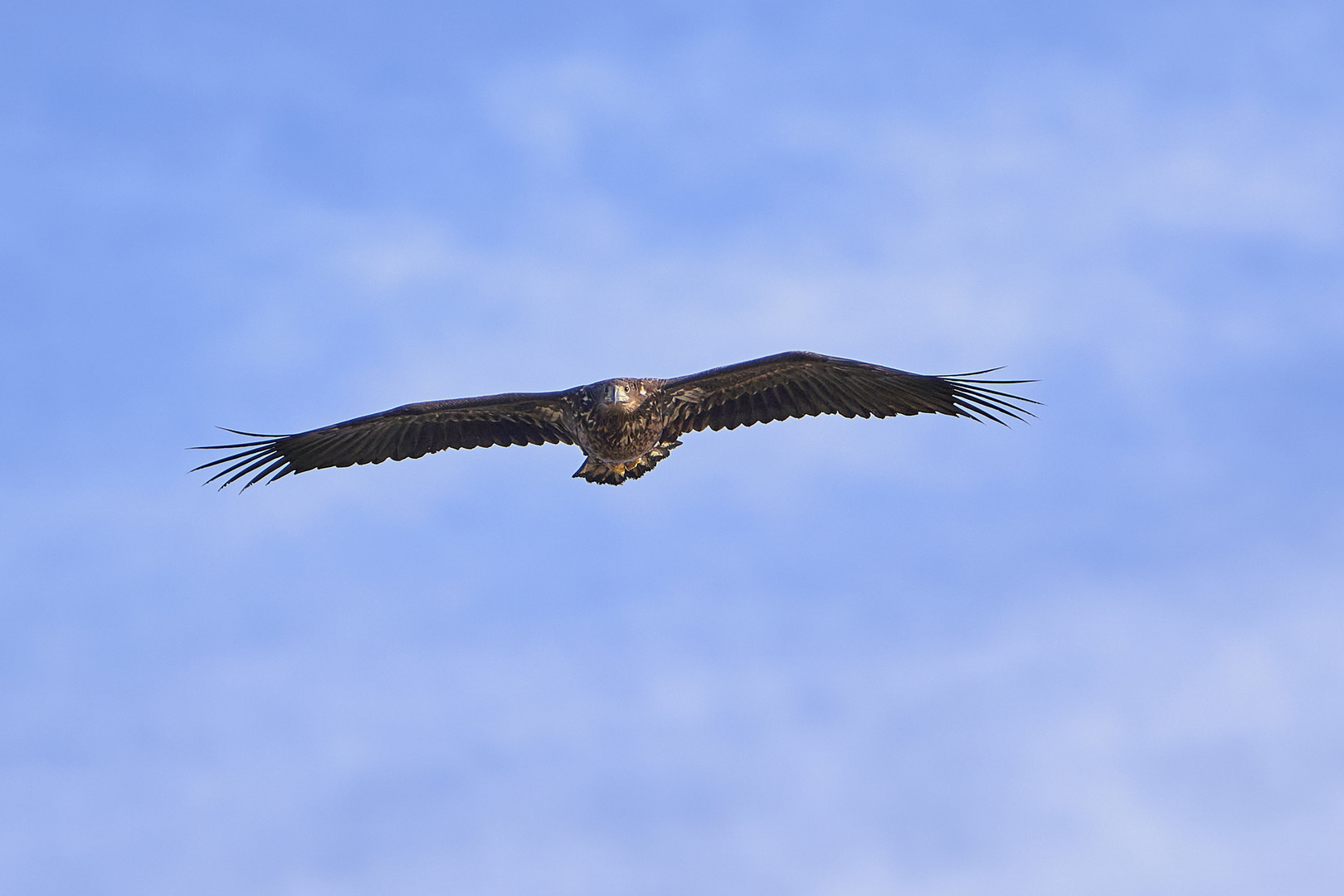 Seeadler, jugendlich, Flugaufnahmen, 2. Anflug